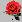 rose.jpg (854 ֽ)
